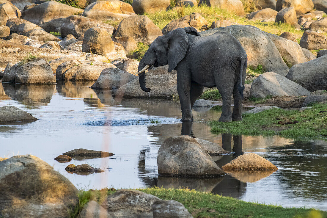Afrikanischer Elefant (Loxodonta africana) mit Teilreflexion trinkt aus einem ruhigen Becken im Ruaha-Fluss im Ruaha-Nationalpark; Tansania.