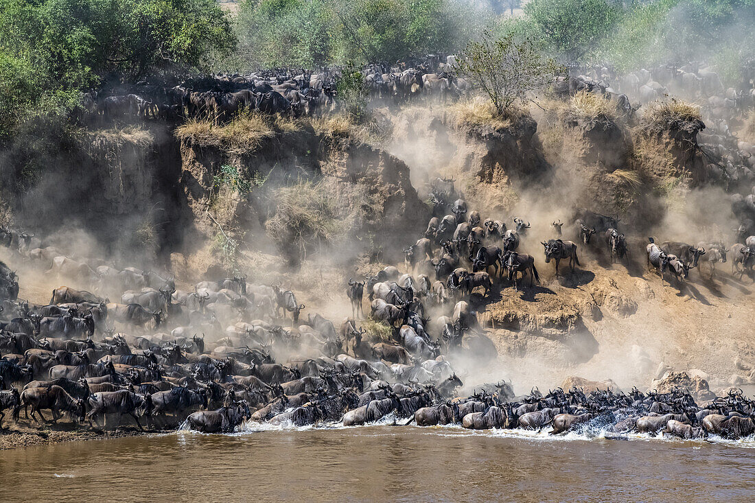 Large herd of Wildebeest (Connochaetes taurinus) kick up dust as they descend a steep bank to cross the Mara River, Serengeti National Park; Tanzania