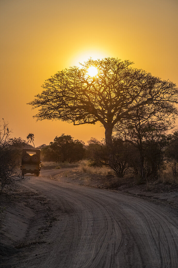 Safari vehicle drives toward the rising sun shining through the branches of a leafless tree in Katavi National Park; Tanzania