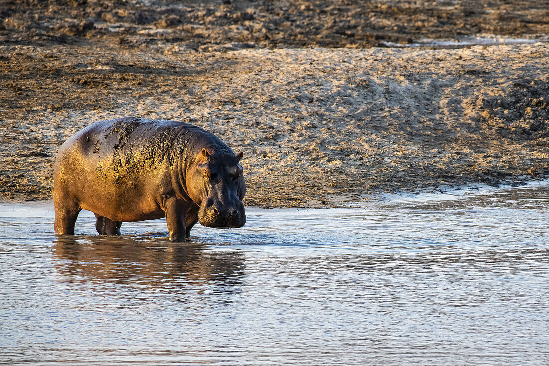Flusspferd (Hippopotamus amphibious) steht knöcheltief im flachen Wasser im Katavi-Nationalpark; Tansania.