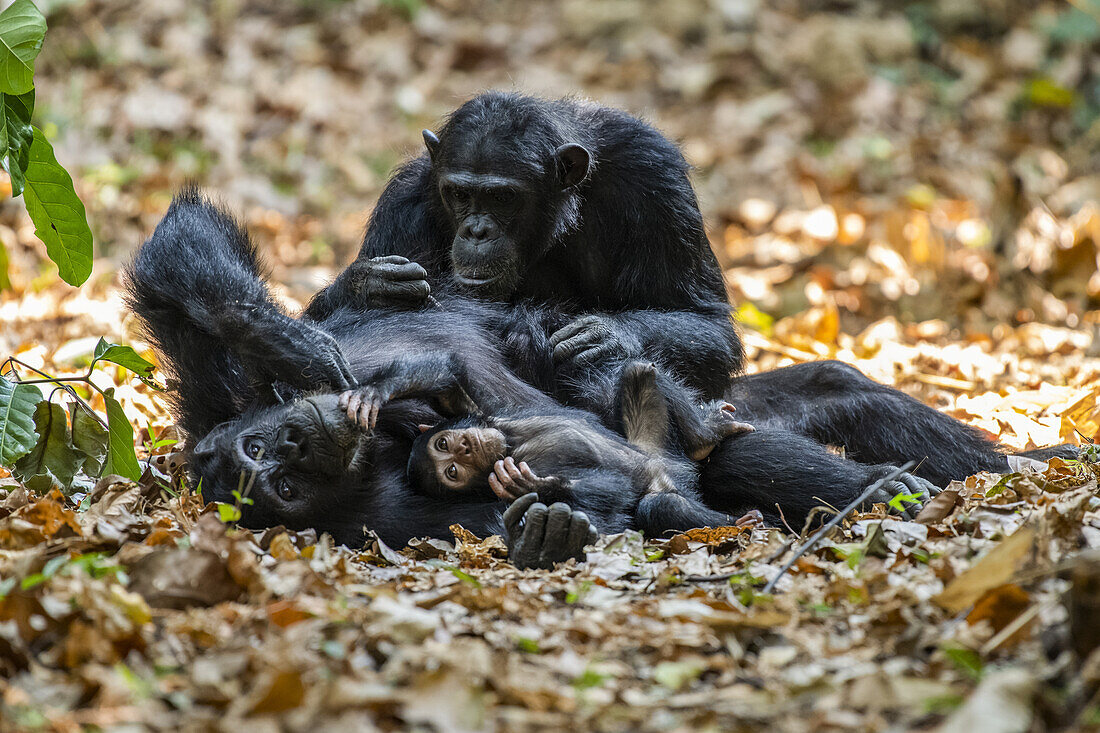 Schimpansenweibchen (Pan troglodytes) auf dem Rücken liegend mit einem Baby im Arm wird von einem anderen Weibchen im Mahale Mountains National Park an der Küste des Tanganjikasees gepflegt; Tansania.