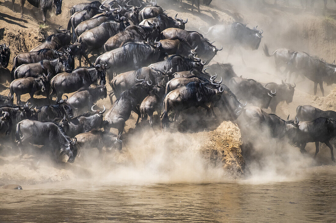 Wildebeest (Connochaetes taurinus) crowd together as they run along the shore of the Mara River looking for a place to cross, Serengeti National Park; Tanzania