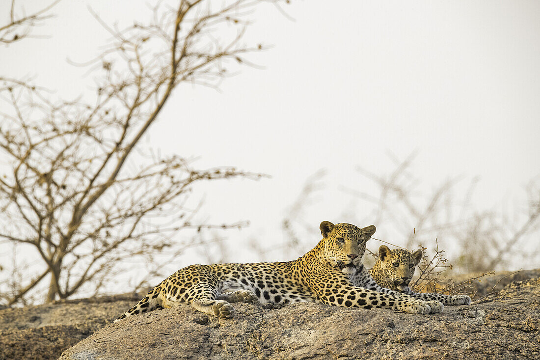 Zwei Leoparden (Panthera pardus) liegen auf einem Felsen und schauen in die Kamera, Nordindien; Rajasthan, Indien.