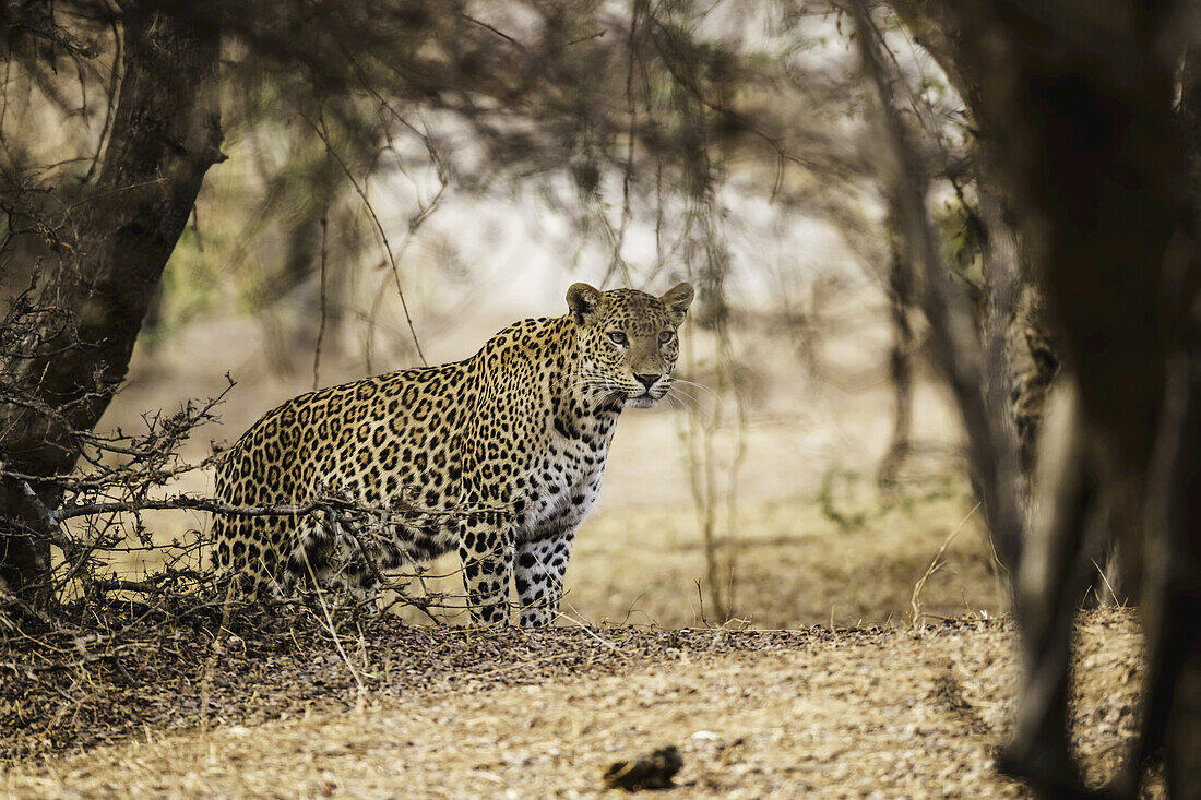 Leopard (Panthera pardus) steht unter einem Baum und schaut nach rechts, Nordindien; Rajasthan, Indien