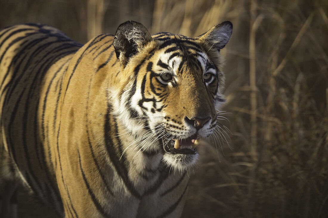 Bengal tiger (Panthera tigris tigris), Ranthambore National Park; India