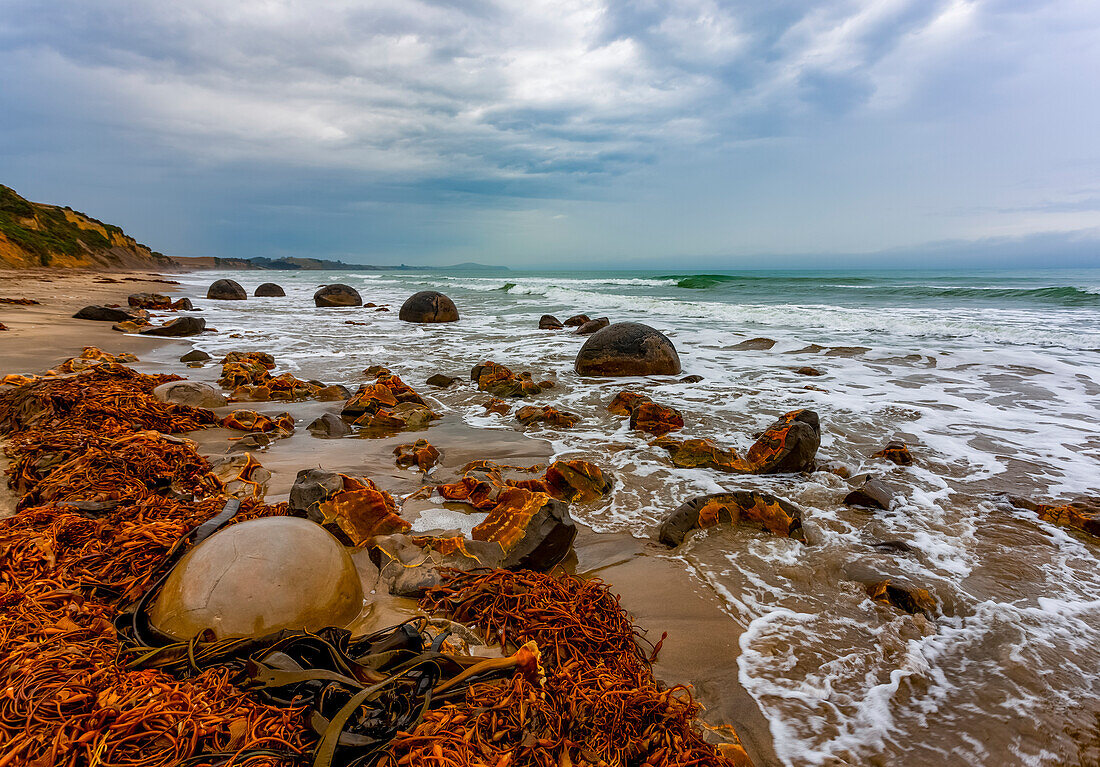 Moeraki Boulders and seaweed on the shore of Koekohe Beach, Otago Coast; South Island, New Zealand