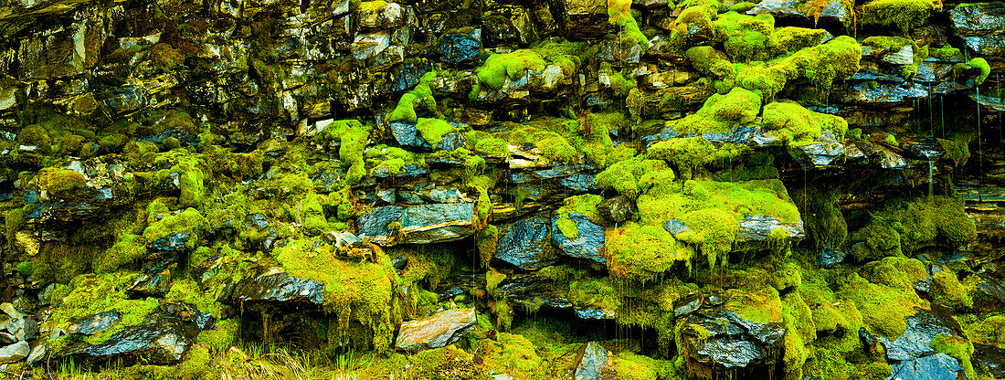 Weeping Moss Wall; New Zealand