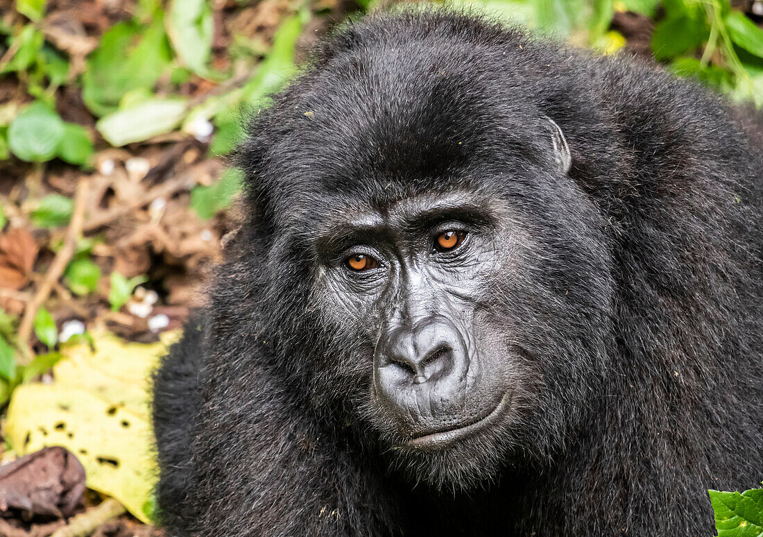 Berggorilla (Gorilla beringei beringei), Bwindi Impenetrable National Park; Westliche Region, Uganda.