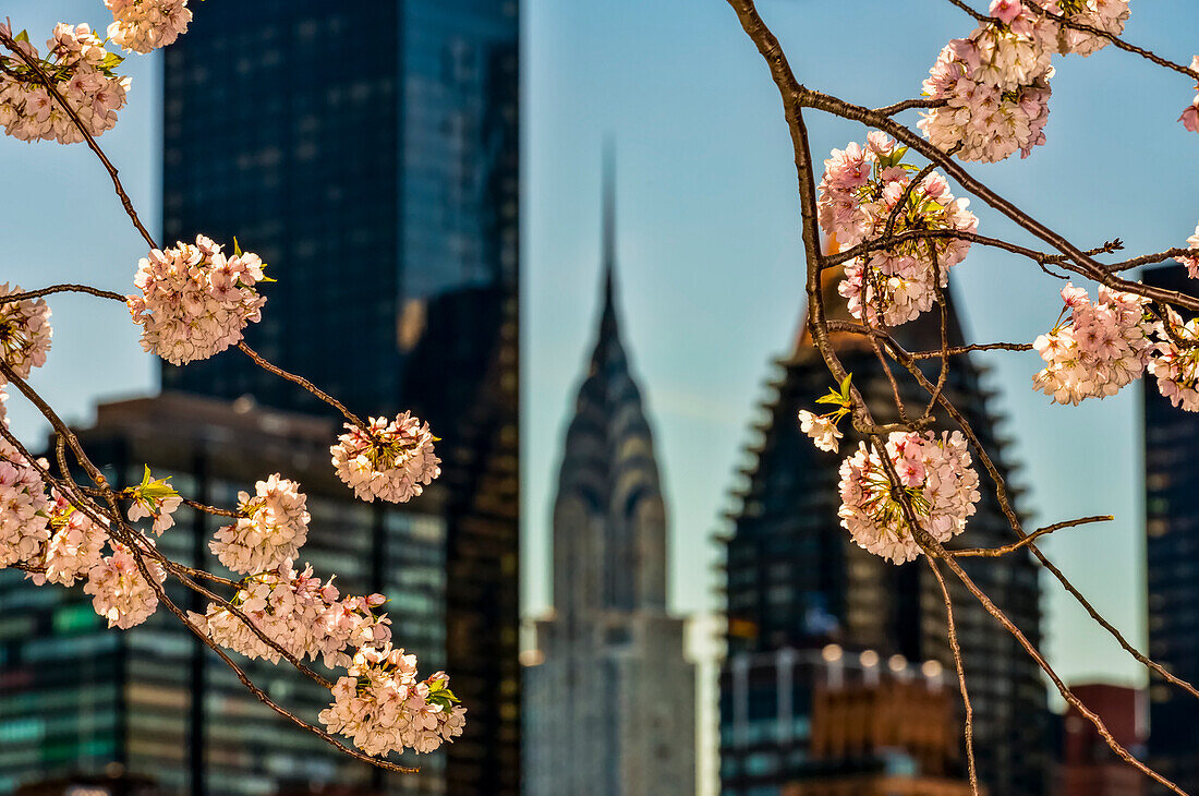 Cherry blossoms (Kwanzan Prunus Serrulata) and the Chrysler Building; New York City, New York, United States of America