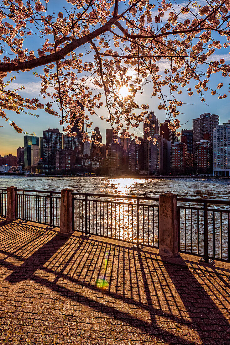 Sonnenuntergang hinter Kirschblüten (Kwanzan Prunus serrulata) mit Blick auf die Skyline von Manhattan, von Roosevelt Island aus gesehen; New York, Vereinigte Staaten von Amerika
