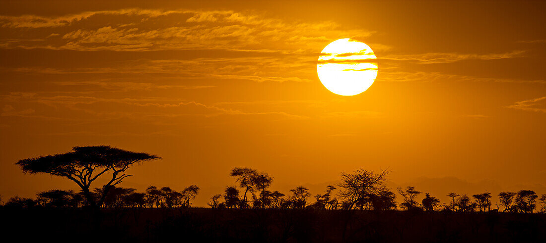 Silhouettierte Akazienbäume (Acacia tortillis) vor einem leuchtend orangefarbenen Himmel und heller Sonne bei Sonnenuntergang; Tansania.