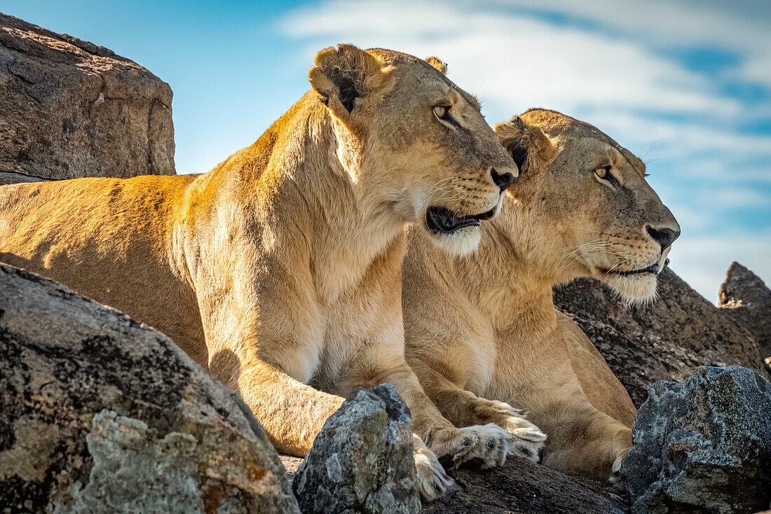 Lionesses (Panthera leo) lie mirroring each other on rock, Cottar's1920s Safari Camp, Maasai Mara National Reserve; Kenya