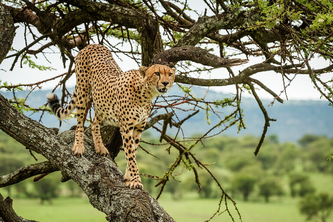 Männlicher Gepard (Acinonyx jubatus) steht auf einem Baumstamm und schaut nach rechts, Klein's Camp, Serengeti National Park; Tansania.