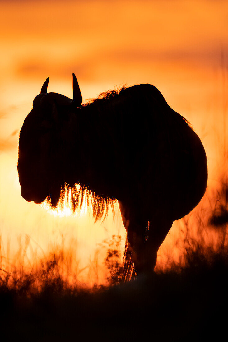 Silhouette eines Streifengnus (Connochaetes taurinus) im Sonnenuntergang, Cottar's 1920s Safari Camp, Maasai Mara National Reserve; Kenia.