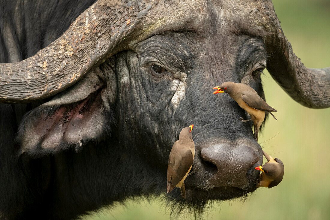 Three yellow-billed oxpeckers (Buphagus africanus) on Cape buffalo (Syncerus caffer) face, Klein's Camp, Serengeti National Park; Tanzania