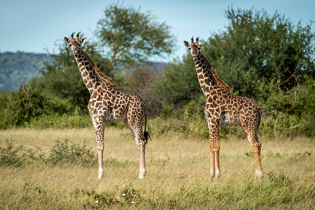Zwei Massai-Giraffenkälber (Giraffa camelopardalis tippelskirchii) spiegeln sich gegenseitig, Grumeti Serengeti Tented Camp, Serengeti National Park; Tansania.