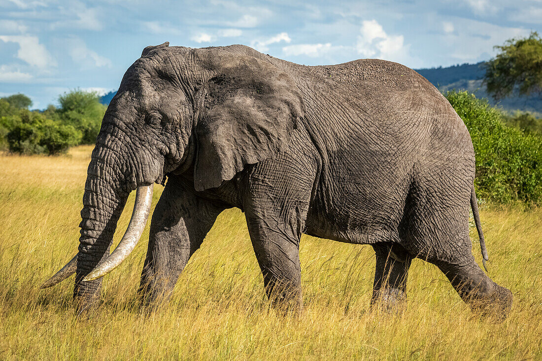Afrikanischer Buschelefant (Loxodonta africana) läuft durch langes Gras, Grumeti Serengeti Tented Camp, Serengeti National Park; Tansania.