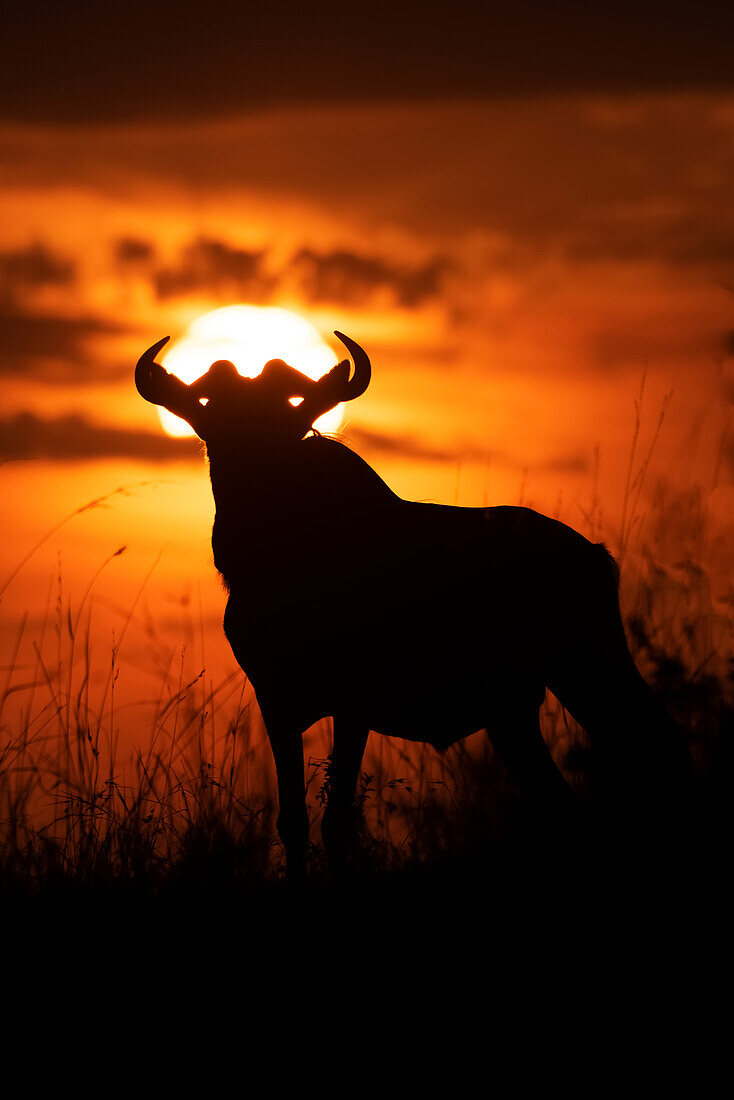 Silhouette eines Streifengnus (Connochaetes taurinus) gegen den Himmel bei Sonnenuntergang, Cottar's 1920s Safari Camp, Maasai Mara National Reserve; Kenia.