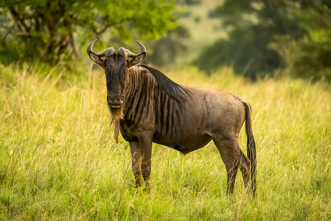 Streifengnu (Connochaetes taurinus) steht im Gras und beobachtet die Kamera, Cottar's 1920s Safari Camp, Maasai Mara National Reserve; Kenia.