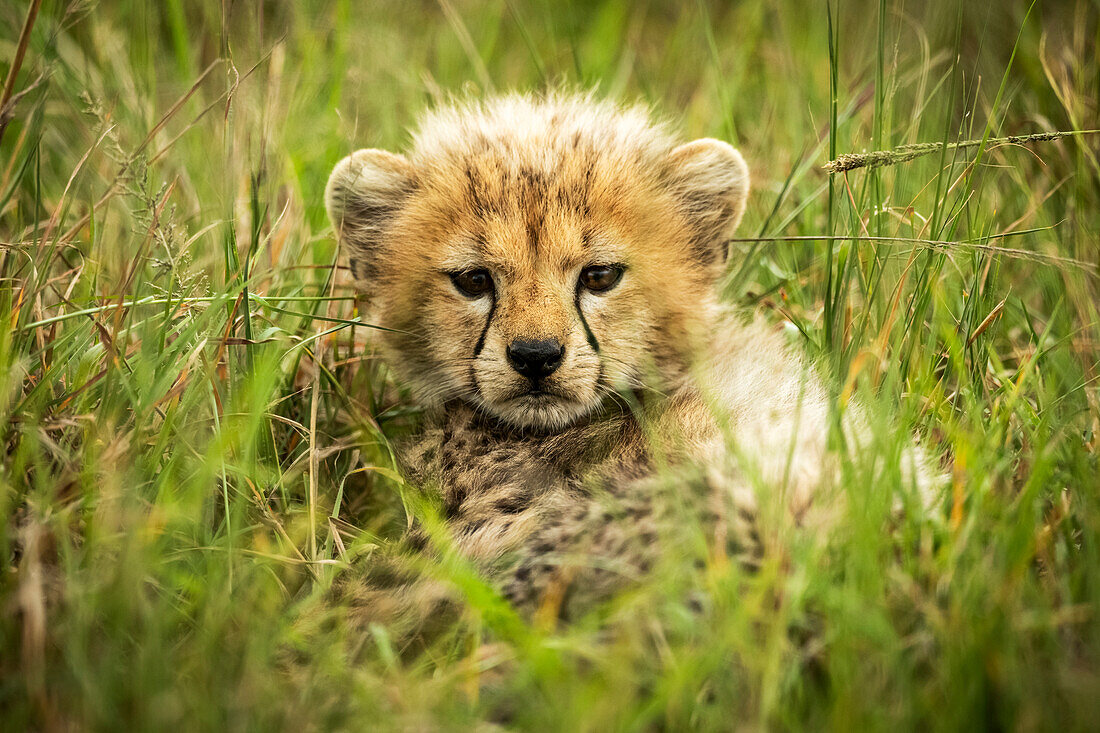 Gepardenjunges (Acinonyx jubatus) liegt im Gras und schaut in die Kamera, Grumeti Serengeti Tented Camp, Serengeti National Park; Tansania.