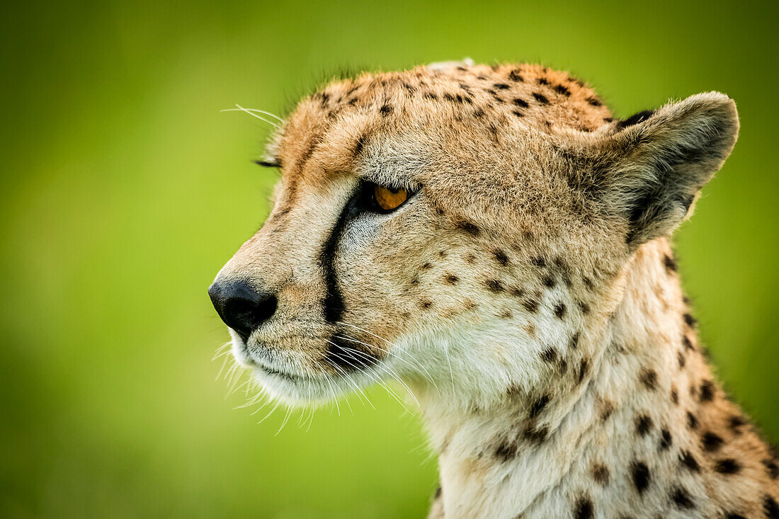 Close-up of cheetah (Acinonyx jubatus) sitting with green bokeh, Grumeti Serengeti Tented Camp, Serengeti National Park; Tanzania