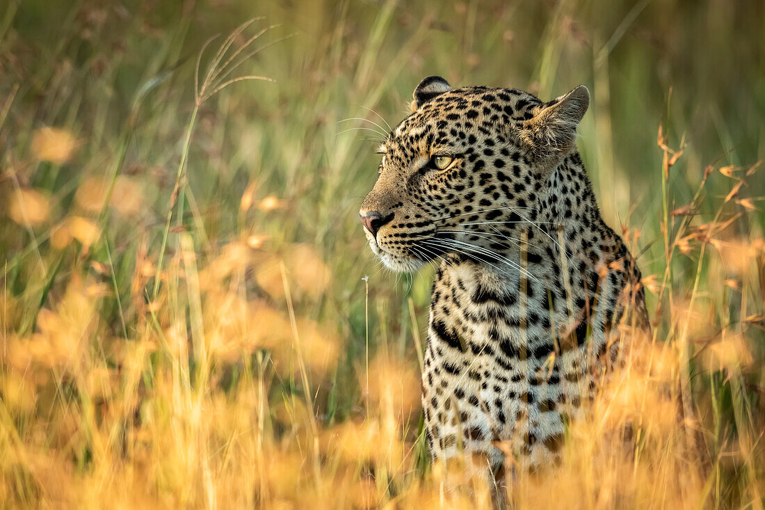 Nahaufnahme eines Leoparden (Panthera pardus), der im langen Gras sitzt, Grumeti Serengeti Tented Camp, Serengeti National Park; Tansania.