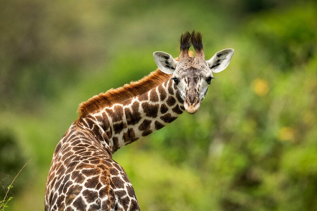Nahaufnahme eines Masai-Giraffenkalbs (Giraffa camelopardalis tippelskirchii) mit verdrehtem Hals, Klein's Camp, Serengeti-Nationalpark; Tansania.
