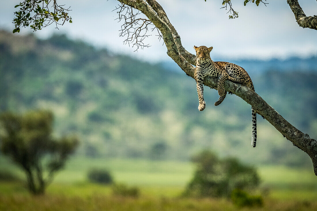 Leopard (Panthera pardus) liegt auf einem schrägen Ast und schaut in die Kamera, Klein's Camp, Serengeti-Nationalpark; Tansania.