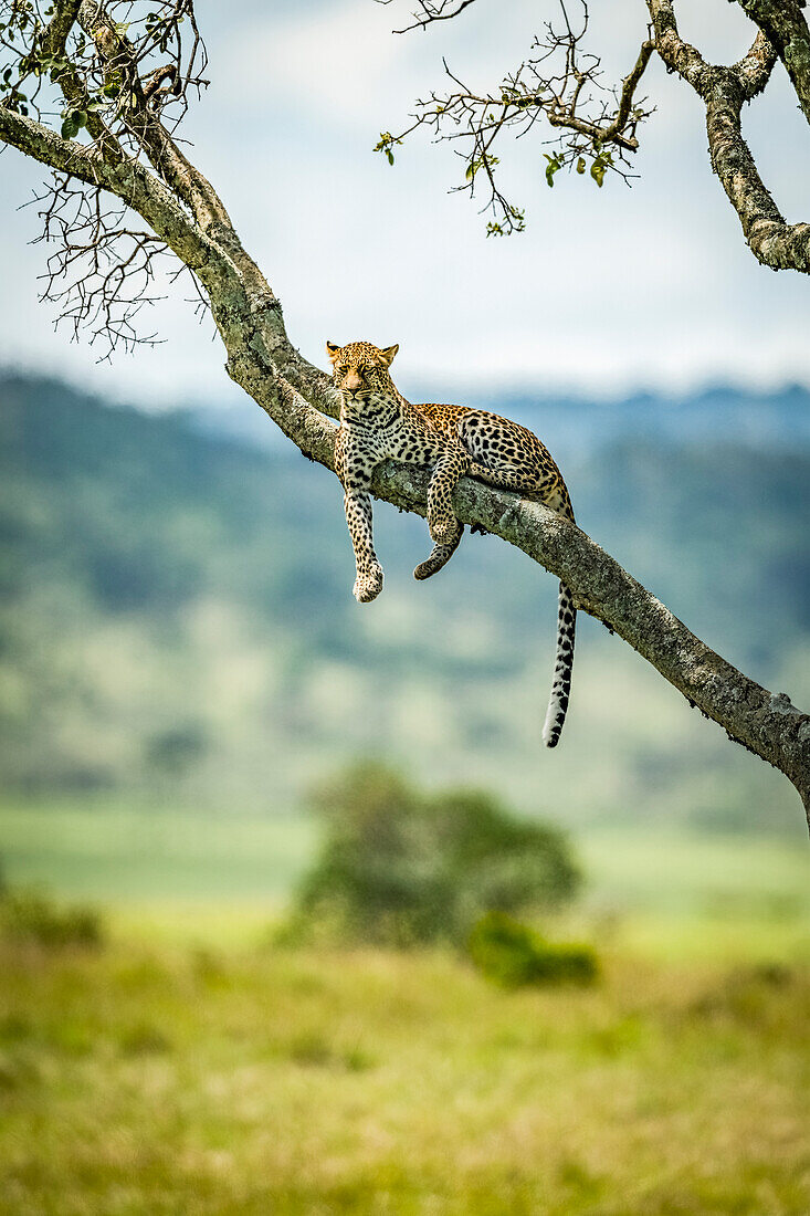 Leopard (Panthera pardus) liegt auf einem schrägen Ast und beobachtet die Kamera, Klein's Camp, Serengeti-Nationalpark; Tansania.