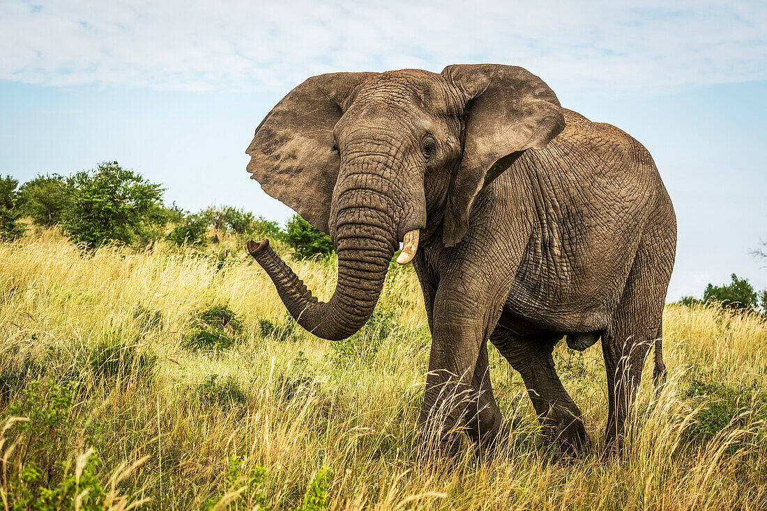 Männlicher afrikanischer Buschelefant (Loxodonta africanus) läuft durch Gras, Cottar's 1920s Safari Camp, Maasai Mara National Reserve; Kenia.
