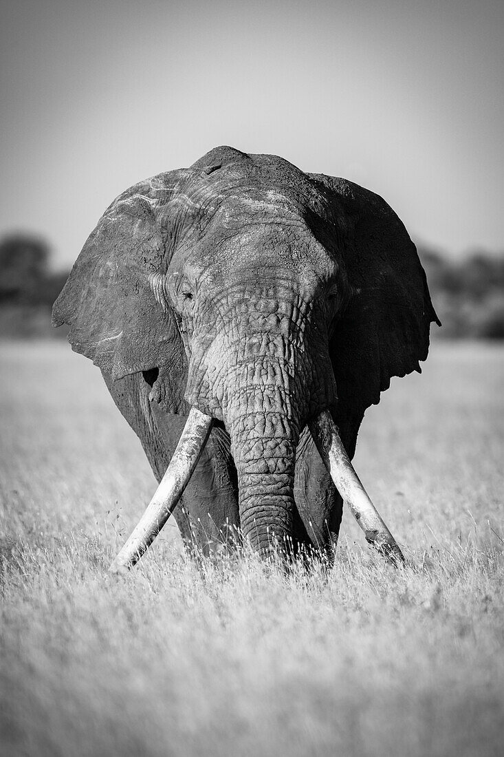 Afrikanischer Buschelefant (Loxodonta africana) im Gras stehend, Grumeti Serengeti Tented Camp, Serengeti National Park; Tansania.