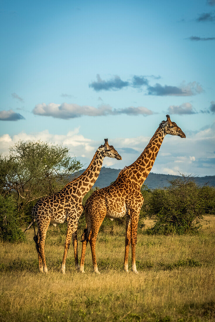 Two Masai giraffe (Giraffa camelopardalis tippelskirchii) stand in golden light, Grumeti Serengeti Tented Camp, Serengeti National Park; Tanzania