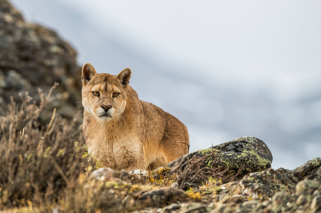 Puma stehend in der Landschaft in Südchile; Chile