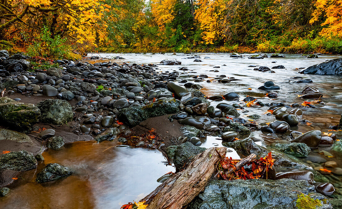 Regenwald und Fluss in Herbstfarben; Oregon, Vereinigte Staaten von Amerika