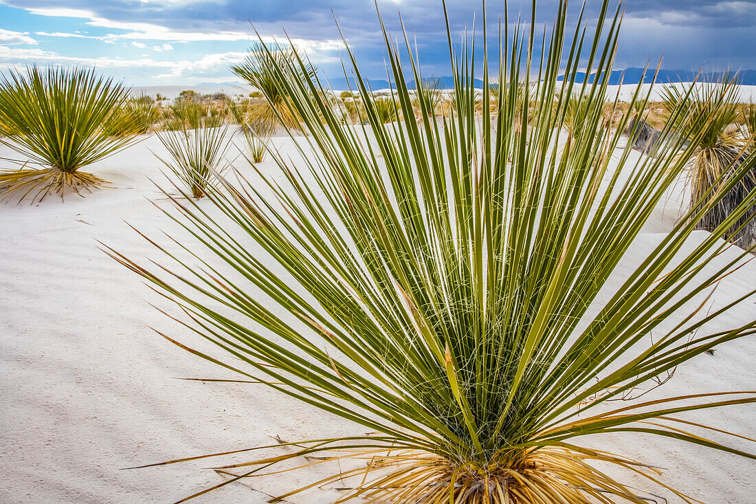 Soaptree Yucca (Yucca elata), White Sands National Monument; Alamogordo, New Mexico, United States of America