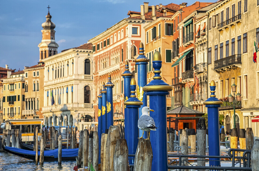 Farbenfrohe Architektur entlang des Canal Grande mit Gondeln, die am Ufer vertäut sind; Venedig, Italien