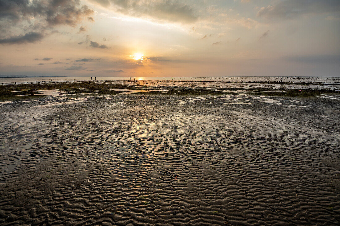 People collecting shells on the beach at sunset; Lovina, Bali, Indonesia