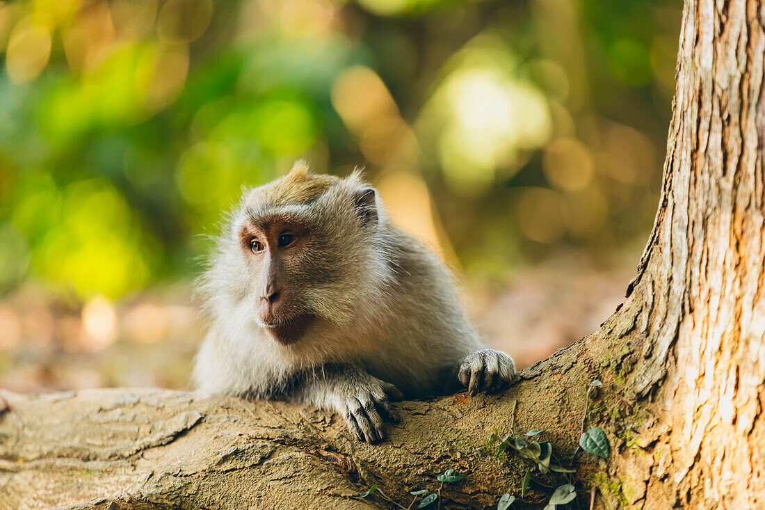 Balinese long-tailed Monkey (Macaca fascicularis), Ubud Monkey Forest; Bali, Indonesia