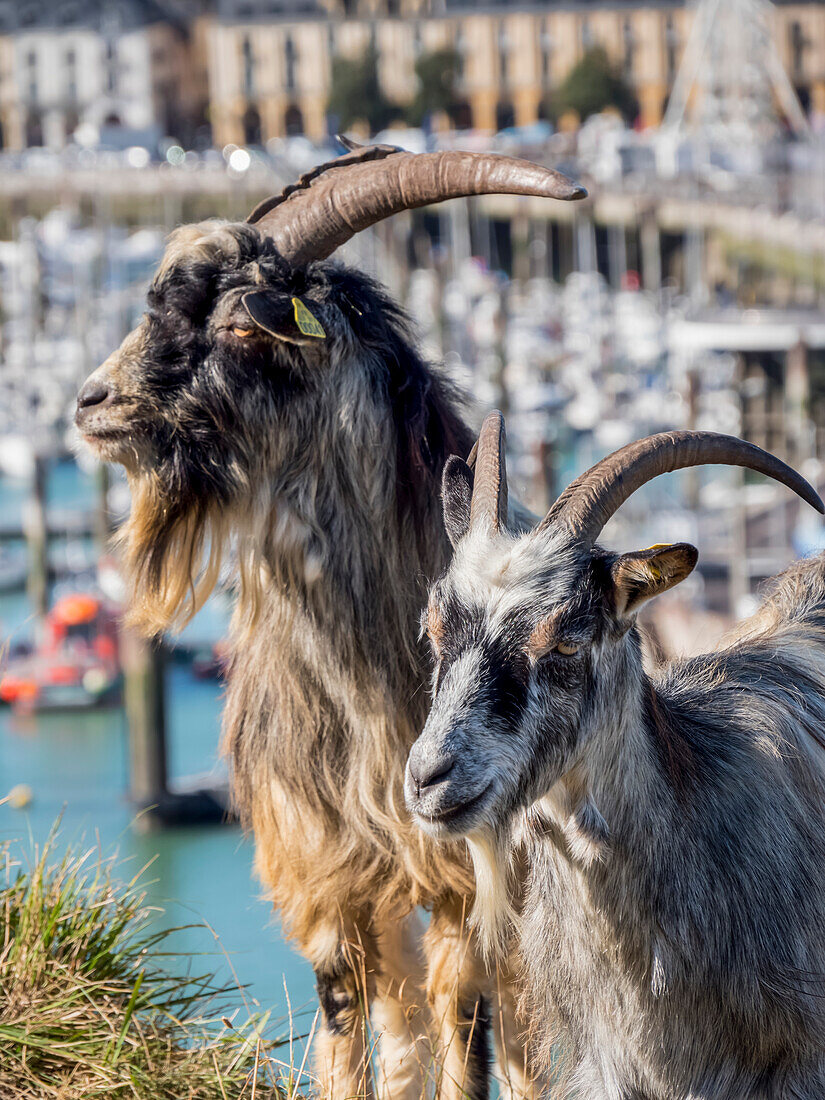 Zwei Ziegen (Capra aegagrus hircus) stehen im Gras am Ufer neben dem Hafen; Dieppe, Normandie, Frankreich