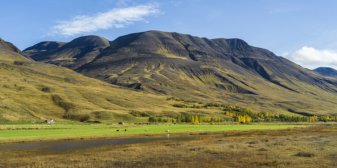 Sheep (Ovis aries) grazing on lush farmland with mountains in the background; Blonduos, Northwestern Region, Iceland