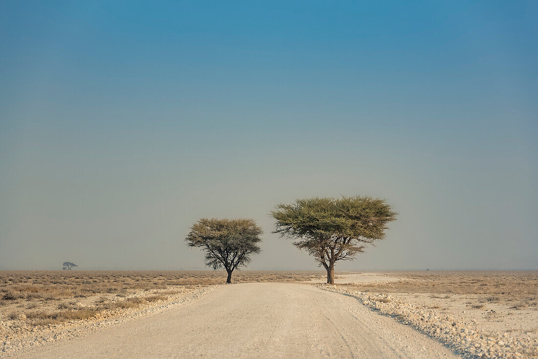 Etosha National Park; Namibia