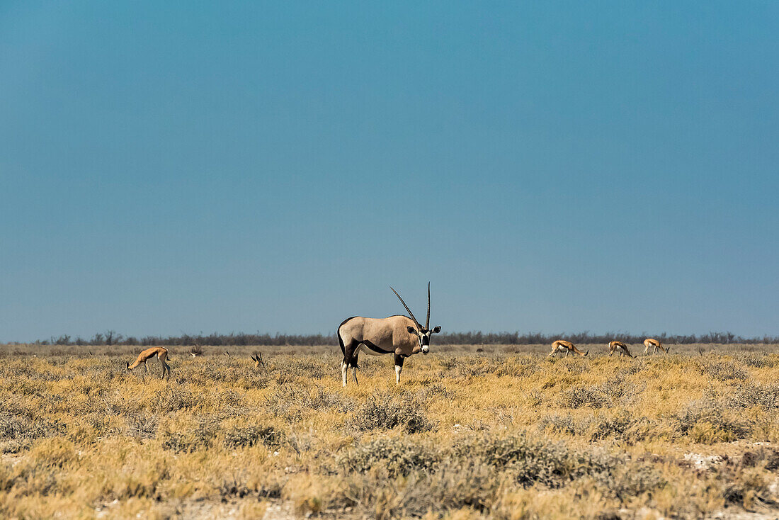 Gemsbock (Oryx gazella), Etosha-Nationalpark; Namibia.