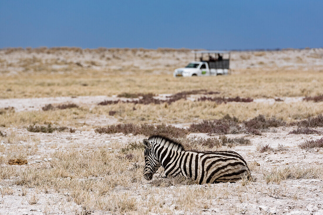 Steppenzebra (Equus quagga) und Safarifahrzeug, Etosha-Nationalpark; Namibia.