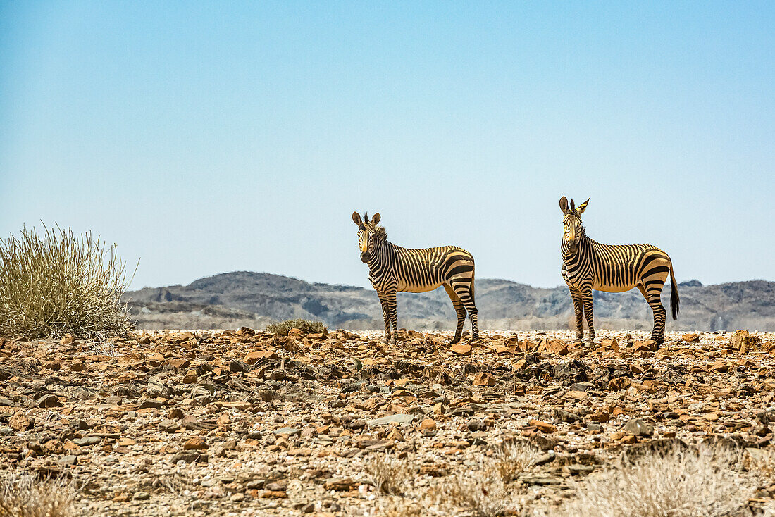 Zwei Zebras, Brandberg Berg, Damaraland; Kunene Region, Namibia.