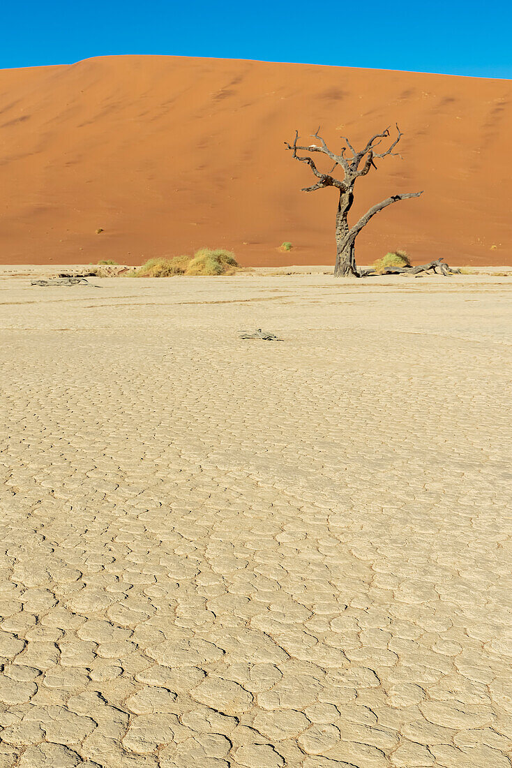 Deadvlei, a white clay pan surrounded by the highest sand dunes in the world, and a camel thorn tree (Vachellia erioloba), Namib Desert; Namibia