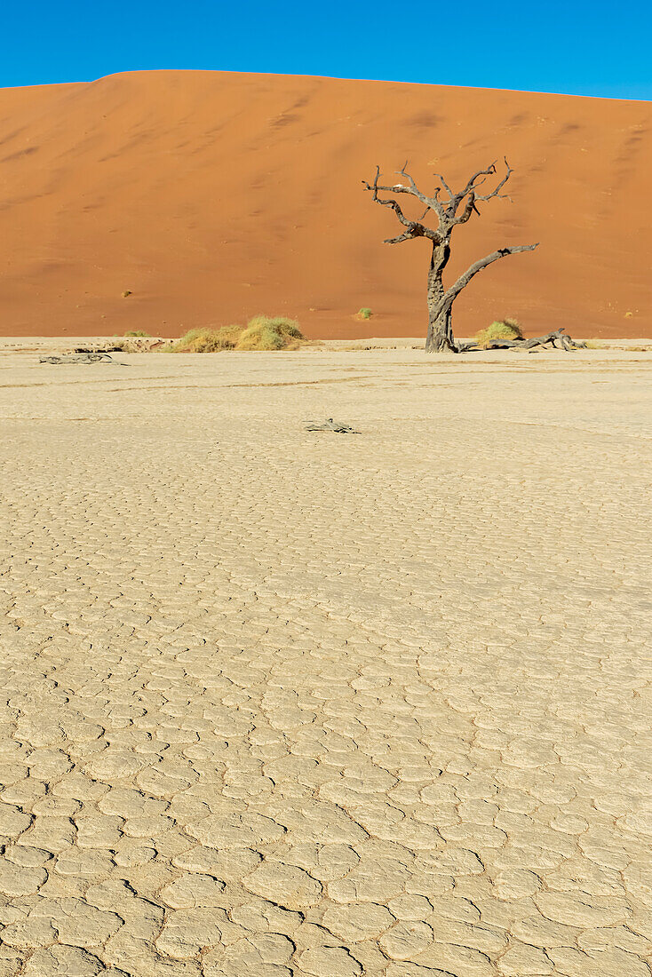 Deadvlei, eine weiße Lehmpfanne, umgeben von den höchsten Sanddünen der Welt, und ein Kameldornbaum (Vachellia erioloba), Namib-Wüste; Namibia.