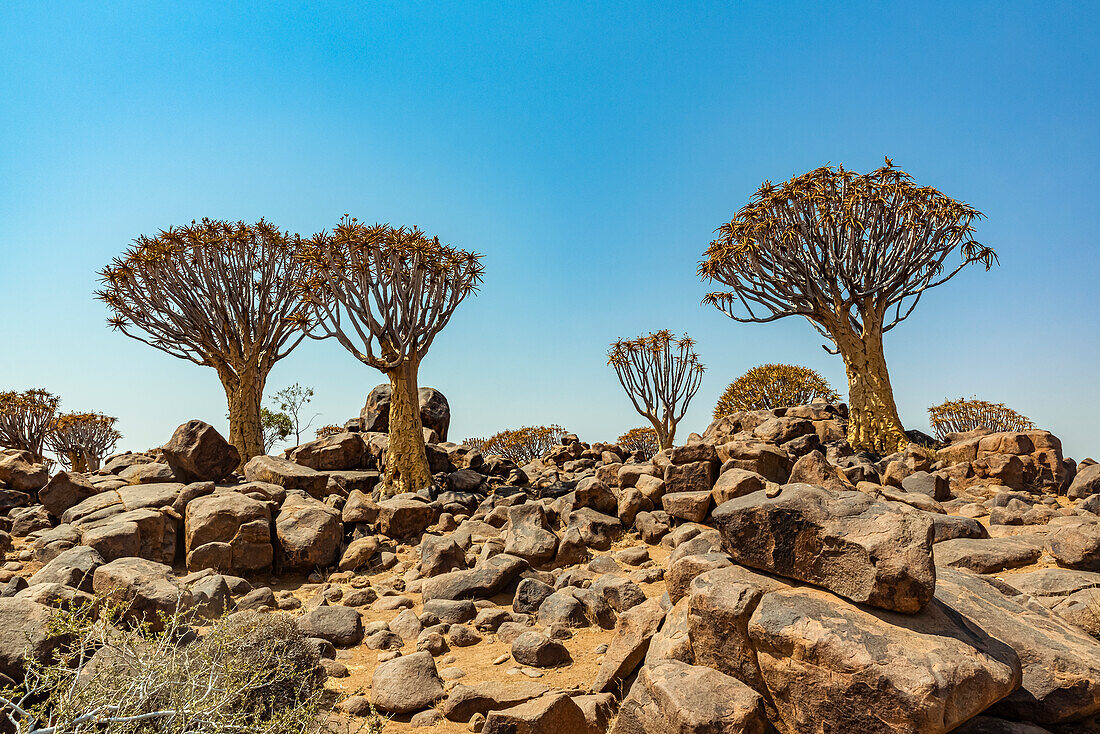 Köcherbäume (Aloidendron dichotomum) im Köcherbaumwald, Gariganus-Farm, nahe Keetmanshoop; Namibia