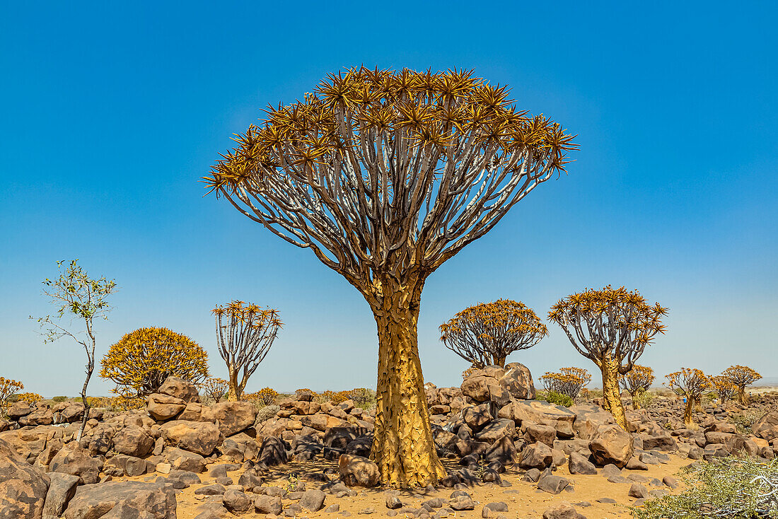 Köcherbäume (Aloidendron dichotomum) im Köcherbaumwald, Gariganus-Farm, nahe Keetmanshoop; Namibia.