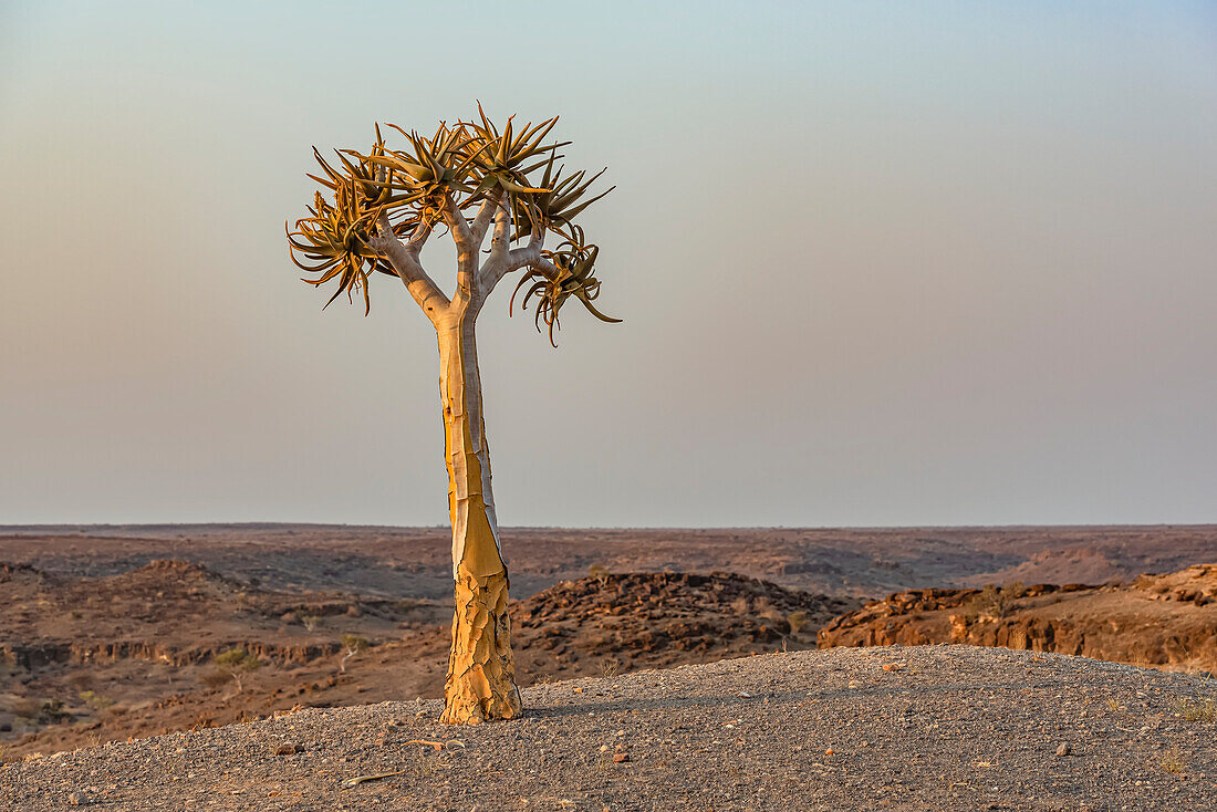 Köcherbaum (Aloidendron dichotomum), Hardap Resort, Hardap-Region; Namibia.