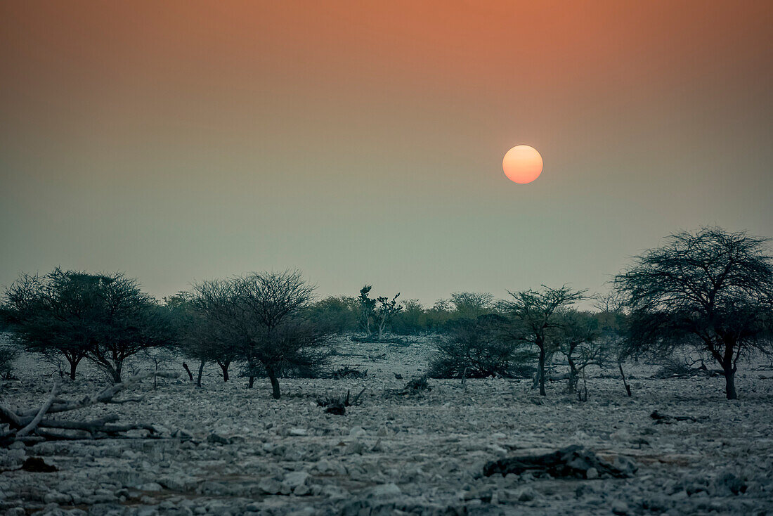 Sun setting at Etosha National Park; Namibia